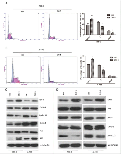 Figure 5. QKI-5 promotes cell cycle arrest at the G1/S-phase transition through P27 and Cyclin D1, involving MAPK signaling pathway. (A and B) 786-O or A-498 cells stably overexpressing QKI-5 or transfected with empty vector (Vec) were subjected to cell cycle analysis by flow cytometry. Images and qualification of the cell cycle distribution in 3 experiments are shown; *P < 0.05, **P < 0.01, Student t test. (C) Immunoblotting analysis of cyclin A, cyclin D1, cyclin E, and their inhibitors p21 and p27 in the indicated cell lines. α-tubulin was used as a loading control. (D) Immunoblotting analysis of phosphorylated ERK, total ERK, phosphorylated p38, and total p38 in the indicated cell lines. α-tubulin was used as the loading control.