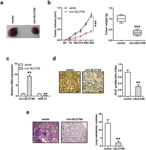 Figure 5. Circ-SLC7A6 represses tumor growth and metastasis in vivo. (a, b) The volume and weight of tumor in control and circ-SLC7A6-overexpressing groups. (c) qRT-PCR analysis of miR-21 expression in circ-SLC7A6-overexpressing tumor tissues. (d) IHC staining of Ki-67 assessing cell proliferation in control and circ-SLC7A6-overexpressing groups. (e) H&E staining showing pulmonary metastasis nodule in control and circ-SLC7A6-overexpressing groups. **p < 0.01, ***p < 0.001.