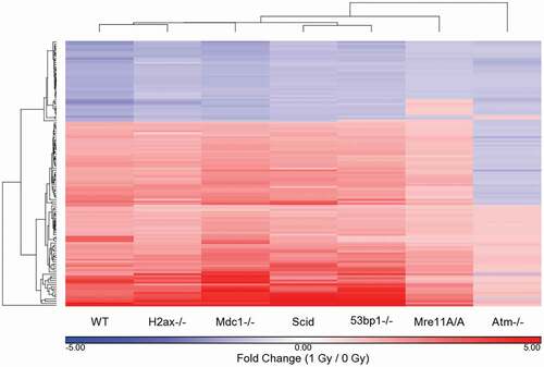 Figure 3. Differentially regulated probe sets in WT cells exposed to 1 Gy IR: comparison of genotype specific responses to the WT response. The fold change values, based on average genotype intensity levels from 1 Gy/0 Gy exposure, were generated and compared to those that were significant in WT cells based on a p-value cutoff of p ≤ 0.05 and a fold change ǀFCǀ ≥ 1.5. The fold change values were hierarchically clustered to determine the similarities and differences between the genotypes based on the 128 significant probe sets of the WT response to IR. Fold change values in this cluster for non-WT genotypes are not necessarily significant for that genotype based on p-value or fold change cutoffs.