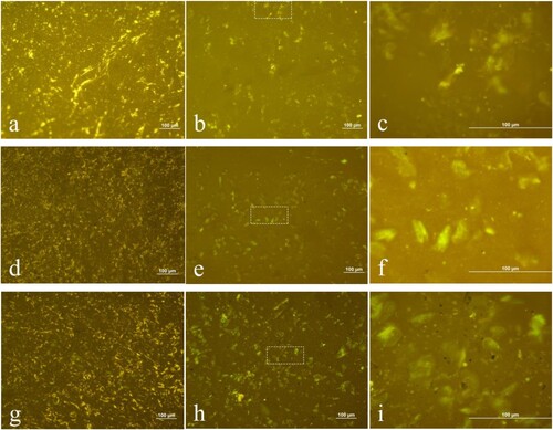Figure 10. FM test results of three kinds of asphalts (SBS: a and b at 10X10 times and c at 10X40 times, 1% P-gel/SBS: d and e at 10X10 times and f at 10X40 times and 5% P-gel/SBS: g and h at 10X10 times and i at 10X40 times) under different aging conditions (original: a, d and g and long-term aging state: b, c, e, f, h and i).