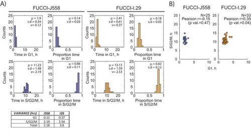 Figure 2. Cell cycle phases of transformed B cell cycles display converse Smith-Martin kinetics. (a) Distribution histograms of time (h) and proportion of time spent in either G1 or S/G2/M. Bar plots of cell cycle phases for both FUCCI-J558 and FUCCI-I.29 cancer B cells are shown with sample mean, standard deviation and variance in hours (μ, s.d, v), with a summary of the variances summarized is listed in a table. (b) S/G2/M versus vs G1 time (h) plotted for J558 (red) and I.29 (orange) B lymphoma cells. The Pearson correlation of coefficient and p-value is shown. N = 25 FUCCI-J558, N = 33 FUCCI-I.29 cells chosen randomly from its sibling pair for correlation comparisons.