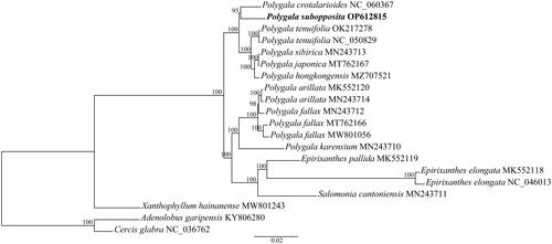 Figure 3. The maximum likelihood phylogenetic tree of sampled milkwort species and outgroups based on genes and noncoding regions of plastomes. Numbers beside nodes represent maximum likelihood bootstrap percentages. Bold type marks species sequenced in this study. Numbers following the species names represent GenBank accession numbers and the corresponding publication are as follows: KY806280 and NC_036762 (Wang et al. Citation2017b); MK552118 (Petersen et al. Citation2019), MN243710, MN243711, MN243712, MN243713, and MN243714 (Zhang et al. Citation2020); NC_050829 (Lee et al. Citation2020).