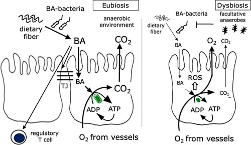 Figure 2. Function of butyric acid-producing bacteria, BA, butyric acid; BA, butyric acid-producing bacteria; ROS, reactive oxygen species.