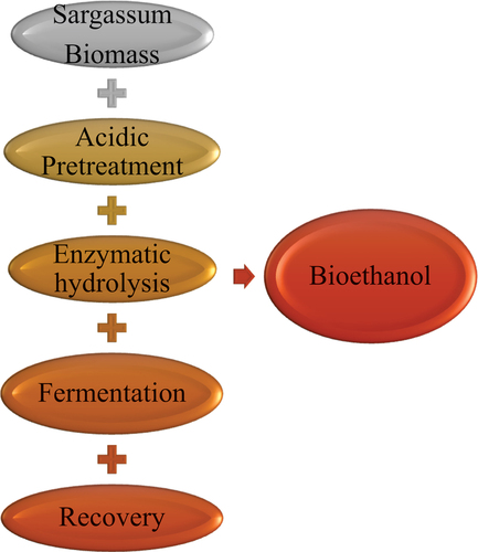 Figure 4. Sargassum biomass bioethanol production pathway.