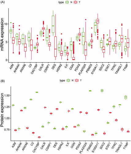 Figure 1. Boxplots of the mRNA (A) and protein (B) expression levels of 20 IAGs in BC and normal tissues.