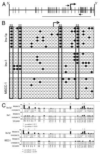 Figure 3. The methylation-mediated regulation of E-cadherin expression within the Inv-1a cells is related to specific CpG methylation. (A) Schematic illustration of the CpG island within the E-cadherin promoter. Vertical lines indicate CpGs. The bent arrow indicates the transcriptional start site. The small horizontal arrows indicate the primer set used for MSP while the line indicates the region amplified for BSP analysis. (B) BSP data for Inv-1a, Inv-1, and MSCC-1 cells lines. The white circles indicate unmethylated CpGs while the black circles indicate those CpGs that are methylated. The transcriptional start site is indicated by the bent black arrow. The large rectangles indicate the 4 CpGs found to be significantly differentially methylated between Inv-1a and MSCC-1 and Inv-1 **p < 0.01 (C) Statistical analysis of the methylation of different CpGs in the Inv-1a E-cadherin promoter compared with either the Inv-1 or MSCC-1. *p < 0.1, **p < 0.01