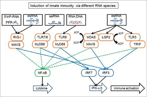 Figure 1. Different exogenous and endogenous RNA species induce the innate immune system via TLR, RIG-I and MDA5 resulting in cytokine and interferon signaling. The main ERV RNA species inducing the immune response include dsRNA and ssRNA. RIG-I, retinoic acid inducible gene-1 (or RARRES3); MAVS, mitochondrial antiviral signaling protein (or IPS1); TLR, toll-like receptor; MyD88, myeloid differentiation primary response 88; MDA5, melanoma differentiation-associated 5 (or IFIH1); LGP2, laboratory of genetics and physiology 2 (or DHX58); TRIF, TIR domain-containing adaptor-inducing interferon-β (or TICAM1); NF-kB, nuclear factor kappa-light-chain-enhancer of activated B-cells; IRF, interferon regulatory factor; IFN, interferon.