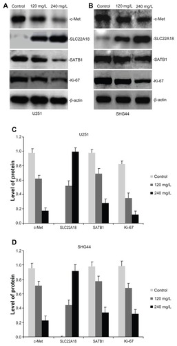 Figure 4 Effect of HAP nanoparticles on the expression of c-Met, SLC22A18 and SATB1 protein in U251 and SHG44 cells in vitro. (A and B) Representative images of western blotting analysis of c-Met, SLC22A18 and SATB1 expression in in U251 and SHG44 cells. (C and D) Level of the c-Met, SLC22A18 and SATB1 protein expression in U251 and SHG44 cells.Abbreviations: HAP, hydroxyapatite; U251, human glioma U251 cells; SHG44, human glioma SHG44 cells.