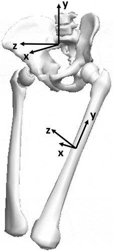 Figure 1. The pelvic and thigh coordinate systems. The pelvic coordinate system was used for calculating the pelvis segment angles relative to the laboratory coordinate system. The thigh coordinate system was used to calculate the orientation of the rear thigh with respect to the pelvis.