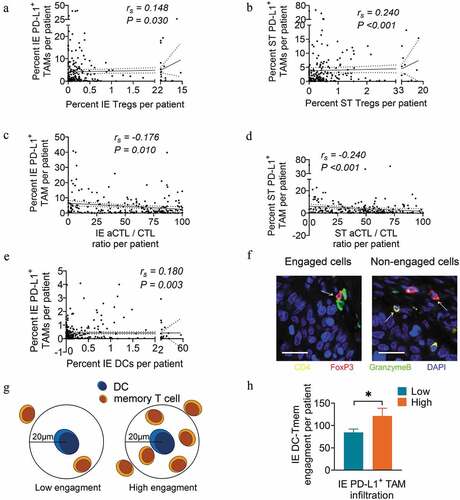 Figure 8. PD-L1+ TAM infiltration is associated with the infiltration and engagement level of other immune populations. (a and b) Correlation analysis between the percent of cell counts for PD-L1+ TAMs and Tregs in intraepithelial (a) and stromal (b) regions per patient. (c and d) Correlation analysis between the percent of cell counts for PD-L1+ TAMs and aCTL/CTL ratio in intraepithelial (c) and stromal (d) regions per patient. (e) Correlation analysis between the percent of cell counts for PD-L1+ TAMs and DCs in intraepithelial regions per patient. (f) Schema depicting engaged or nonengaged immune cells. (g) Schema depicting low or high memory T cell engagement within a radius of 20 μm from the nucleus of an DC at the center. (h) Pairwise comparison of DC-memory T cell engagement levels between the high (n=41) and low PD-L1+ TAM infiltration groups (n=177) in intraepithelial regions per patient. Spearman correlation coefficient (rs) and significance levels (P value) presented for each correlation and area between dashed line for 95% CI. In pairwise comparisons, significance was determined by an unpaired t-test, and data are presented as the mean ± s.d. *P<0.05. IE, intraepithelial. ST, stromal. All scale bars equal 20 μm