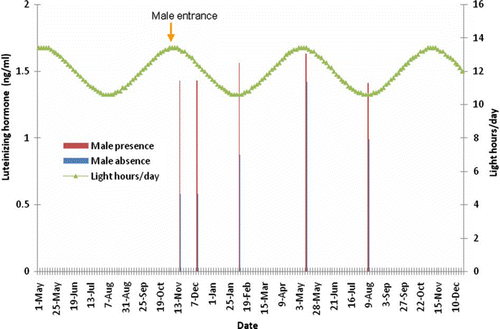 Figure 3.  Effect of presence of a sexually active male buck on LH pulse amplitude of OVX-goats exposed to a 6-month-long artificial photoperiod.