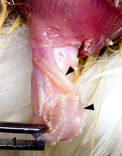 Figure 1. Phallus; goose, case no. 1. Prominent right fibrolymphatic body (top arrowhead) and atrophied phallic spiral (lower arrowhead).