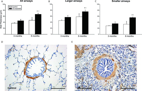 Figure 5.  Morphometry of airways. Bar graphs show mean ± SEM of airway wall thickness, in all (A), larger (B) and smaller (C) airways in both control and CS-exposed guinea pigs, for 3 and 6 months of exposure. Immunohistochemistry for SMC a-actin in airways of a control (D) and a CS-exposed (E) animal. Scale bar, 100 mm. * p ≤ 0.05 CS-exposed vs. Control, ‡ p£0.05 6 months Control vs. 3 months Control and † p ≤ 0.05 6 months CS-exposed vs. 3 months CS-exposed (t-test).