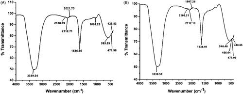 Figure 7. FTIR spectrum of synthesized AgNPs (A) and aqueous root extract (B).