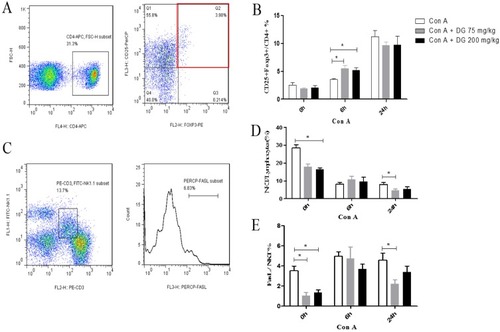 Figure 6 Pre-treatment with DG infected the frequencies of CD4+CD25+Foxp3+ Tregs and NKT cells in the livers in Con A challenged mice. (A) Analysis of Tregs in the liver. (B) The percentage of the Tregs subset from the liver in Con A-induced immune injury with or without DG pretreatment. (C) Analysis of NKT cells and expression of FasL on the surface of NKT cells in the liver. (D) The percentage of NKT cells from the liver in Con A-induced immune injury with or without DG pretreatment. (E) The percentage of FasL expressed on the surface of NKT cells from the liver in Con A-induced immune injury with or without DG pretreatment. *means P < 0.05. N = 8 for each group. This experiment was performed in triplicate.