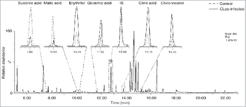 Figure 1. A representative gas chromatography-mass spectrometry (GC-MS) chromatogram of trimethylsilyl (TMS) derivatives detected in the extract of healthy and Candidatus Liberibacter asiaticus-infected Diaphorina citri, with a magnification of selected peaks.