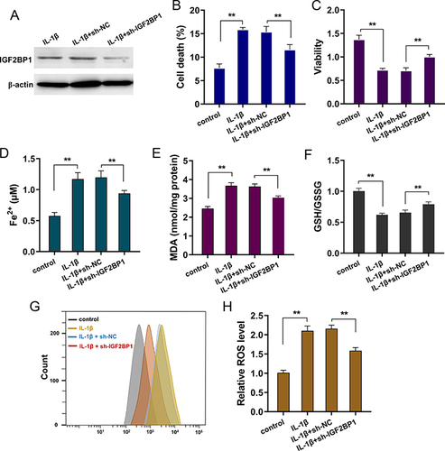 Figure 2 Silencing of IGF2BP1 repressed the IL-1β-stimulated ferroptosis in primary chondrocytes. (A) Western blot analysis revealed the silencing transfection of IGF2BP1 (sh-IGF2BP1, sh-NC) in vitro assay of IL-1β-stimulated primary chondrocytes. (B) Cell death analysis by flow cytometry revealed the death rate of IL-1β-stimulated primary chondrocytes with IGF2BP1 silencing transfection and control transfection. (C) Viability analysis by CCK-8 revealed the proliferative ability of IL-1β-stimulated primary chondrocytes. (D) Iron (Fe2+) accumulation, (E) malondialdehyde (MDA), (F) cellular glutathione (GSH) and (G and H) reactive oxygen species (ROS) were tested in IL-1β-stimulated primary chondrocytes. **p < 0.01.