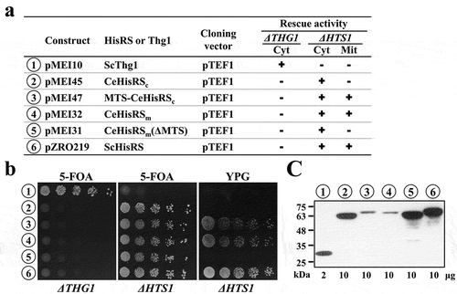 Figure 3. Heterologous rescue activity of C. elegans HisRS isoforms.(a) Summary of the HisRS constructs and their rescue activities. The symbols ‘+’ and ‘–’ respectively denote positive and negative complementation. (b) Complementation of the genetic loss of yeast THG1 or HTS1. (c) Western blotting. The amount of cellular protein extracts loaded into each well is indicated at the bottom of the blot. Numbers 1 ~ 6 (circled) shown in (b) and (c) represent constructs shown in (a).