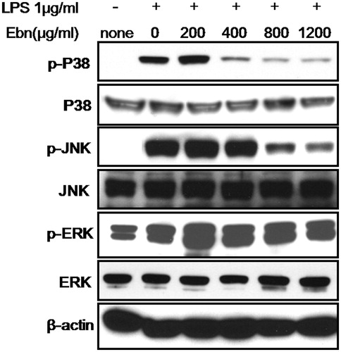 Figure 4. Effect of Ebn on JNK, p38 and ERK phosphorylation induced by LPS. Cells were pretreated with Ebn in a dose-dependent manner for 1 h and then exposed to 1 µg/mL LPS for 20 min. The phosphorylation levels of JNK, p38 and ERK were measured by western blot analysis.