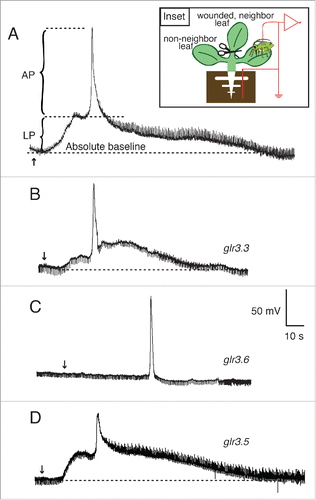 Figure 2. Wound-induced systemic potentials between the root and SE/CCs in neighbor leaves of Arabidopsis thaliana wild type and GLR mutants. Typical wound-induced potentials of a wild type plant (A), as well as of the single mutants glr3.3a (B), glr3.6b (C), and glr3.5a (D) are shown. The inset illustrates the design for these experiments. In all cases except in the glr3.6 mutant, the recordings show unambiguously 2 potentials, a long potential and a superimposed action potential, annotated as LP and AP in (A). The time of wounding is indicated with arrows.