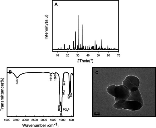 Figure 2 Characterization of nano-β-TCP synthesized by ethanol-water system. (A) XRD pattern, (B) FTIR, and (C) TEM images of nano-β-TCP. (Scale bar: 20 nm).Abbreviations: FTIR, Fourier transform infrared spectroscopy; TEM, transmission electron microscopy; XRD, X-ray diffraction.
