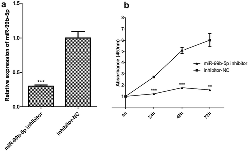 Figure 4. Functional effect on behaviours of Jurkat T cells by using miR-99b-5p inhibitor.(a). Relative expression of miR-99b-5p in miR-99b-5p inhibitor cells and inhibitor-NC cells using RT-qPCR. The expression was normalized against U6. (b). Cell proliferation using cell counting kit-8 assay. Two-sided Student’s t-test was used for the comparisons between groups. ** P < 0.01, *** P < 0.001.