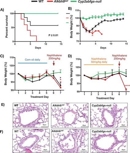 Figure 6. Alkbh8 deficient mice show increased mortality and fail to develop tolerance to naphthalene exposure.