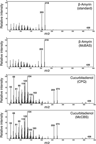 Figure 5. Mass spectra of β-amyrin or cucurbitadienol produced by McBAS or McCBS. These mass spectra are in an order from the top; authentic β-amyrin (retention time: 16.5 min, Figure 4), β-amyrin from McBAS-expressing yeast (retention time: 16.5 min, Figure 4), cucurbitadienol from CPQ-expressing yeast (retention time: 16.0 min, Figure 4) and cucurbitadienol from McCBS-expressing yeast (retention time: 16.0 min, Figure 4).