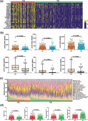 Figure 4. Correlations between immune cell inﬁltration in the C1 and C2 groups. a, Heatmap depicting the mRNA expression of immune cell signature, T-effector, and IFNγ-associated gene signature. b, Comparison of the immune-related mRNA expression between C1 and C2 groups. c, The relative abundance of 22 types of immune cells via CIBERSORT analysis is presented in theC1 and C2 groups. d, Comparison of the amounts of the four immune cells between the C1 and C2 groups. Abbreviations: CIBERSORT, Cell-type Identification by Estimating Relative Subsets of RNA Transcripts