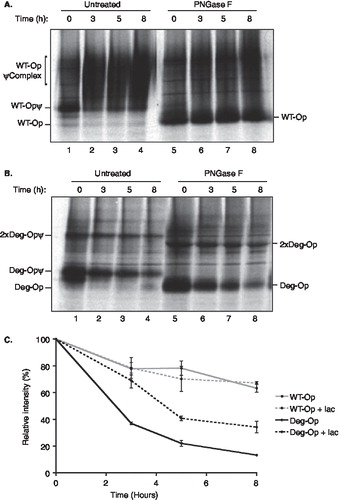 Figure 5.  The degron motif from TCRα destabilizes opsin. COS-7 cells were transiently transfected with wild-type opsin (A) or the degron mutant (B), metabolically labelled for 1 hour and then incubated for the chase periods 0, 3, 5 and 8 hours. Opsin chains were recovered by immunoprecipitation and analysed directly (lanes 1 to 4) or after deglycosylation with PNGase F (lanes 5–8) using SDS PAGE. The location of wild-type opsin bearing Golgi modified N-linked glycans (WT-OpψComplex) and a presumptive dimer of the degron mutant (2 × Deg-Op) are indicated (see legend to Figure 1). (C) Opsin chains were analysed as before except that 50 µM lactacystin was present (+ lac) or absent during the metabolic labelling and chase period as indicated. After immunoprecipitation and deglycosylation, samples were resolved by SDS-PAGE and quantified by phoshphorimaging. Duplicate experiments were performed and the results are expressed graphically including the standard error of the mean.