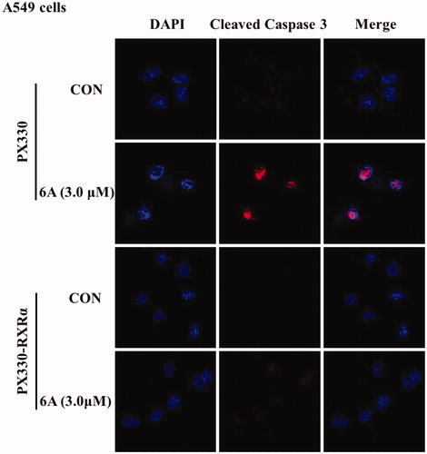 Figure 7. The effect of 6A on caspase-3 activation. A549 and RXRα-/- A549 cells were treated with or without 6A for 12 h, then stained with cleaved-caspase 3 antibody and DAPI and assessed by immunofluorescence.