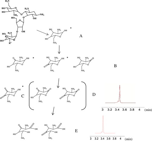 Figure 7. Proposed biodegradation pattern of neomycin, where B-E show possible structural isomers of oxidation products of neosamine C (A). The tentative identities of the oxidation products (excluding isomer elucidation) could be verified by UHPLC-Q-TOF MS analyses. The *-sign indicates possible additional open-chain structures. Extracted ion chromatograms (EC1, 144 h) at m/z 157.0613 (C and D) and at m/z 175.0716 (E).