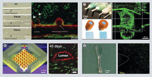 Figure 4. Vascular networks constructed by 3D bioprinting. (A) Schematic diagram showing the formation of an open channel in fibrin hydrogel, where the printed glass filaments were used as a sacrificial template. Endothelial cells could adhere to the open channel wall and sprout (as indicated by arrowheads) from patterned channels. (B) An image of bioprinted vascularized tissues containing interpenetrated sacrificial bioinks (red) and cell bioinks (green). The tubes achieved endothelialization by human umbilical vein endothelial cells (red) and supported human neonatal dermal fibroblasts (green) viability at 45 days. (C) An image of coaxial nozzles. The multilayer hollow tubes with varied diameters could be fabricated by coaxial system and fulfilled by human umbilical vein endothelial cells (green). (D) A Y-shaped tube bioprinted with fibroblasts. A fluorescence photograph showing a large amount of fibroblasts (green) in the tube on day 6 after printing. (A) Reproduced with permission from [Citation113] © Nature Publishing Group (2012). (B) Reproduced with permission from [Citation114] © PNAS (2016). (C) Reproduced with permission from [Citation115] © Elsevier Ltd (2016). (D) Reproduced with permission from [Citation117] © American Institute of Physics (2016).