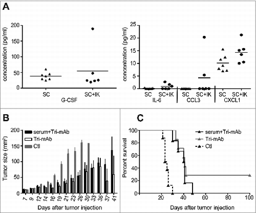 Figure 2. Serum-soluble factors are unlikely responsible for the cross-talk between IK and SC tumors. (A) Cytometric bead array analysis of serum from mice injected with one tumor SC and two tumors SC + IK. Serum was harvested at day 12 after tumor injection. (n = 6-7 per group). (B) SC tumor growth and (C) survival of mice injected SC with Renca cells and treated with three doses of Tri-mAb alone (Tri-mAb), PBS or Tri-mAb in combination with serum (serum + Tri-mAb). In the serum transferred group, each mouse received five injections of 300 μL of serum intravenously (IV), harvested from a pool of 33 IK-tumor-bearing mice at day 13. (n = 6-8 mice per group).
