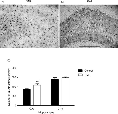 Fig. 3 Changes in astrocytes in the hippocampus. Representative images showing GFAP-positive astrocytes in the CA3 (A) and CA4 (B) sub-regions of the hippocampus. The density of astrocytes in the CA3 sub-region of the hippocampus was significantly increased in the CML-supplemented group compared with the control group (C, p=0.0022, n=11–12). There was no change in astrocyte density in the CA4 sub-region of the hippocampus. Data are presented as mean±SEM, **p<0.01, scale bar=100 µm.