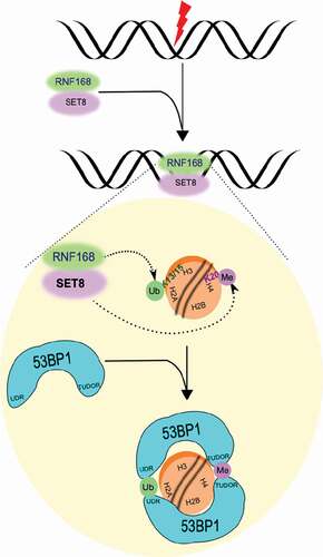 Figure 4. Model summarizing SET8’s dependence on and co-migration with RNF168 to chromatin flanking DNA double strand breaks.