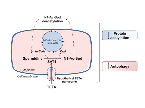 Figure 1. Mechanism of autophagy induction by TETA. The activation of SAT1 (spermidine/spermine N1-acetyltransferase 1) results into the generation of N1-acetyl spermidine (N1-Ac-Spd), which is extruded from the cell, deacetylated in the extracellular space and then re-imported into the cell. This creates a futile cycle leading to the consumption of acetyl co-enzyme A (AcCoA). Because the cytosolic AcCoA concentration is in an equilibrium state with lysine acetylation of cytoplasmic protein, this results in protein deacetylation and induction of autophagy.