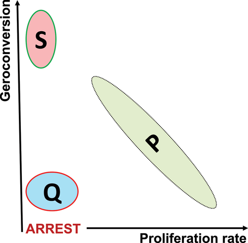 Figure 6. Two-dimensional representation of proliferation P, quiescence Q and senescence S in normal cells.