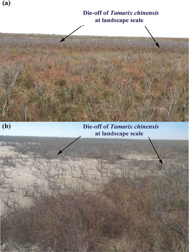 Photo 1.1 The die-offs of the foundation species (Tamarix chinensis) in the Yellow River Delta, an important salt marsh wetland in northern China
