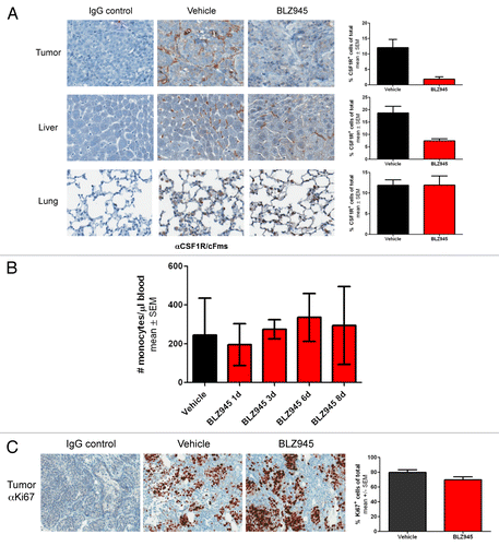 Figure 2. Treatment with BLZ945 decreases macrophage content in tumor and liver, but does not affect lung macrophages, circulating monocytes or tumor cell proliferation. (A–C) 56–63 d old female MMTV-PyMT transgenic mice were randomized by tumor volume and dosed with BLZ945 or vehicle control for 16 d (n > 3 per group). Tissues were formalin-fixed and analyzed by immunohistochemistry. Stained slides were scanned using a ScanScope XT and analyzed by ImageScope v11.2 using the positive pixel count algorithm (Aperio Technologies). (A) Tumor, liver and lung sections were stained using an anti-CSF1R antibody to identify macrophages (brown staining). (B) Time course of circulating monocyte numbers in peripheral blood of individual mice (n = 4 per time point). Complete blood counts were performed by IDEXX Laboratories. (C) Tumor tissue was stained using an anti-Ki67 antibody as a measure of proliferation. All graphs represent mean values ± SEM.