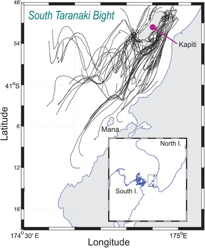 Figure 9. Observed surface drifter tracks in the lee of Kapiti Island compiled from a number of experiments, each lasting around 36 h. (modified from Chiswell and Stevens Citation2010).