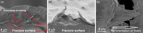 6 Details of a, b fracture surfaces of coated struts and c strained coating