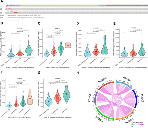 Figure 5 Mutation analysis report on PSMC genes in HCC patients from cBioPortal (A). Relationship between CNA and the expression levels of PSMC1 (B), PSMC2 (C), PSMC3 (D), PSMC4 (E), PSMC5 (F), and PSMC6 (G) in HCC. The gene expression correlations between PSMC family members in HCC (H).