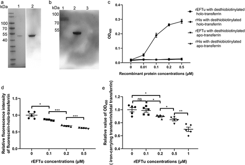 Figure 3. Eftu interacts with holo-transferrin. (a) rEftu was subjected to SDS-PAGE and stained with Coomassie G-250 (lane 1). the rEftu on PVDF membrane was hybridized to anti-EFTu antibody (lane 2). (b) Far-western blotting analysis of holo-transferrin with rEftu. Holo-transferrin (lane 1), rEftu (lane 2), and rHis (negative control, lane 3) were loaded on the PVDF membrane and then incubated with rEftu. the interactions were detected using anti-EFTu antibody. (c) Binding of rEftu and rHis to desthiobiotinylated holo-transferrin or desthiobiotinylated apo-transferrin was detected using ELISA plates coated with different concentrations of recombinant proteins. OD450 values were obtained by incubating with HRP-streptavidin. (d) Different concentrations of rEftu and fluorescein-holo-transferrin were pre-incubated before incubating with ExPEC RS218. Fluorescein-holo-transferrin directly incubated with ExPEC was used as a positive control. the fluorescence intensity of fluorescein-holo-transferrin bound by the bacteria was detected. Relative fluorescence intensity was calculated as the ratio of the treatment group to the positive control. (e) Different concentrations of rEftu incubated with desthiobiotinylated holo-transferrin. Protein mixtures were coated on the ELISA plate. Iron-carrying transferrin and total transferrin signals were detected using anti-transferrin antibody and HRP-streptavidin, respectively. Desthiobiotinylated holo-transferrin that incubated without rEftu served as a control group. the relative value of OD450 was calculated as the ratio of the OD450 value of iron-carrying transferrin signals to that total transferrin signals. Data are represented mean ± standard error. Statistical differences were determined using unpaired t test. ns, not significant; *P <0.05; **P <0.005.