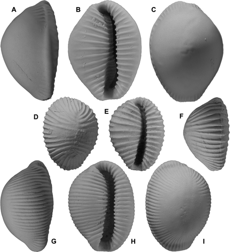 Fig. 20  (A-C) Trivia (Ellatrivia) zealandica (Kirk), O32/f8875, Leader siltstone lithofacies (early Castlecliffian, OIS 31 or earlier), Leader River, Parnassus, N Canterbury; height 12.8 mm. (D-F) Trivia (sensu lato) sp., cf. Trivellona paucicostata valeriae (Hart), GS15629, R28/f078, Onoke Formation (early Nukumaruan), bathyal fauna E of Lake Ferry, Palliser Bay; height 9.4 mm. (G-I) Trivia (Ellatrivia) merces (Iredale), abraded specimen, GS689, Y19/f9491, uplifted Holocene terrace, N shore Mahia Peninsula; height 11.6 mm.