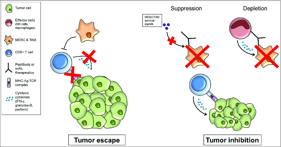 Figure 1. Targeting tumor associated myeloid cells for release of immunosuppression. In the tumor microenvironment, tumor associated myeloid cells can impair antitumor immunity though inhibitory effects on immune effector cells, including CD8+ T cells. Therapeutic peptibodies or monoclonal antibodies that specifically target tumor-associated myeloid cells can suppress the function of these cells and/or deplete these cells from the tumor microenvironment. This strategy has the potential to correct tumor-induced immunosuppression, and may be combined with other cancer treatments including immunotherapy or chemotherapy.