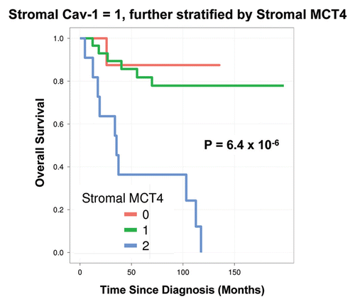 Figure 4 Combined use of stromal Cav-1 and stromal MCT4 for stratification of the intermediate risk group (stromal Cav-1 = 1). The intermediate risk group identified by stromal Cav-1 (score = 1) could be further stratified using stromal MCT4, allowing the unambiguous identification of high-risk and low-risk patients. More specifically, patients with stromal Cav-1 (score = 1) could be further divided into high- and low-risk groups using stromal MCT4, yielding 10-year survival rates of ∼78–88% vs. <1% survival.