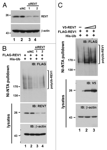 Figure 7. Depletion of REV7 by siRNA stabilizes REV1 protein. (A) Verification of siREV7. Two siRNAs (siREV7-1, -2) targeting two different regions of REV7 were transfected into HEK293T cells for 36 h. siNC, negative control siRNA provided by the manufacturer. (B) Cells were transfected with two siREV7s and siNC separately for 36 h. Then cells were co-transfected with FLAG-REV1 and His-Ub plasmids for 48 h. Ni-NTA resin was added to lysates to pull down polyubiquitinated REV1, which was then analyzed by western blotting. Cells were also lysed with RIPA to detect REV7 protein. (C) Overexpression of REV7 enhances REV1 polyubiquitination. Cells were co-transfected with FLAG-REV1 and His-Ub plasmids, plus increasing amount of V5-REV7 plasmid. Empty V5 vector was also transfected as control (lane 1). Cell lysates were incubated with Ni-NTA resin to pull down polyubiquitinated REV1.
