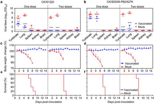 Fig. 2 Protective efficacy of H7N9/AAca in mice against CK/S1220 and CK/SD008-PB2/627 K challenge.Groups of ten mice were vaccinated i.n. with 106 EID50 of H7N9/AAca once or twice (three weeks apart); three weeks later, mice were challenged with the indicated viruses. Nasal turbinates, lungs, spleens, kidneys, and brains were collected from three mice in each group on day 3 post-challenge for virus titration (a, b). Body weight (c, d) and survival (e, f) of the remaining seven mice were monitored for 2 weeks. Data shown are the mean virus titers of three mice (a, b) or mean body weights of seven mice (c, d); the error bar shows the standard deviation. *P < 0.05, **P < 0.01, ***P < 0.001 compared with the corresponding value for PBS (mock)-vaccinated mice