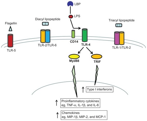 Figure 1 Overview of LPS/TLR-4 signaling pathway.